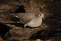 White-tipped Dove 2014-01-25_3